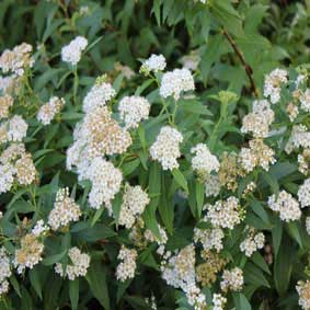 Spiraea japonica 'Albiflora'